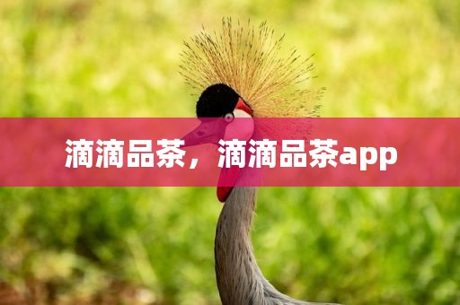 滴滴品茶，滴滴品茶app