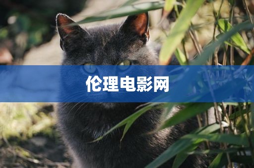 伦理电影网