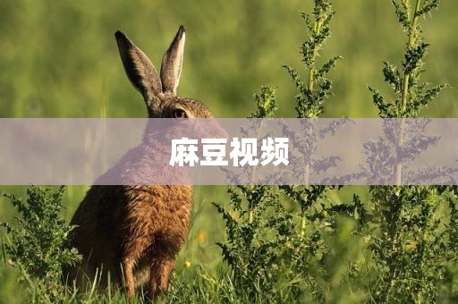 麻豆视频
