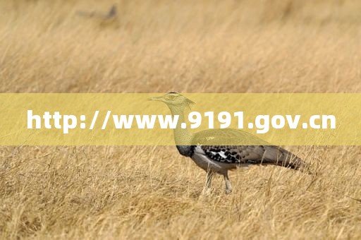 http://www.9191.gov.cn