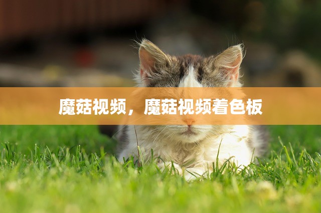 魔菇视频，魔菇视频着色板