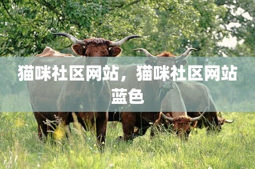 猫咪社区网站，猫咪社区网站蓝色