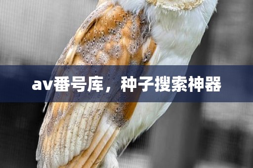 av番号库，种子搜索神器