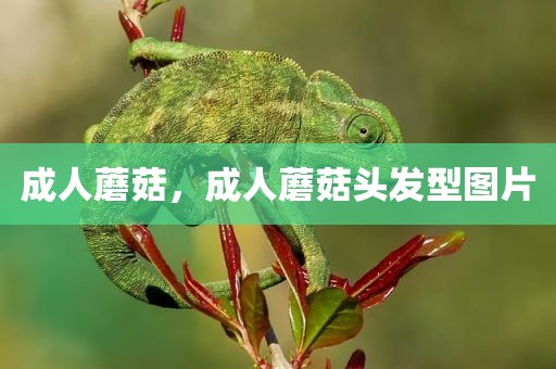 成人蘑菇，成人蘑菇头发型图片