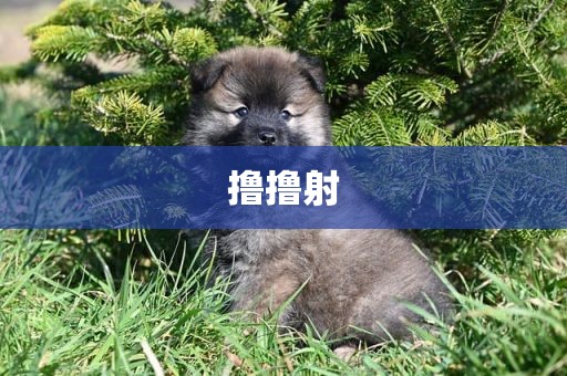 撸撸射