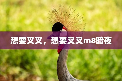 想要叉叉，想要叉叉m8暗夜