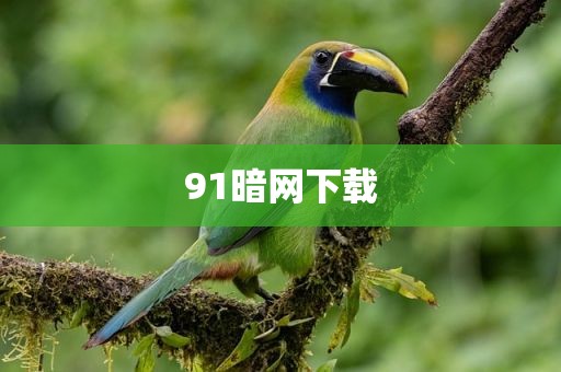 91暗网下载