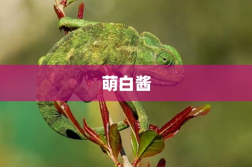 萌白酱