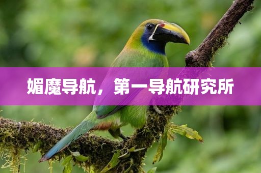 媚魔导航，第一导航研究所