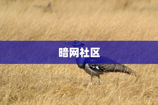 暗网社区