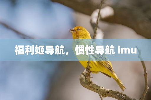 福利姬导航，惯性导航 imu