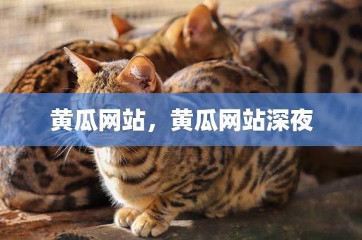 黄瓜网站，黄瓜网站深夜