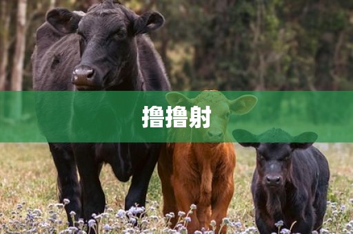 撸撸射