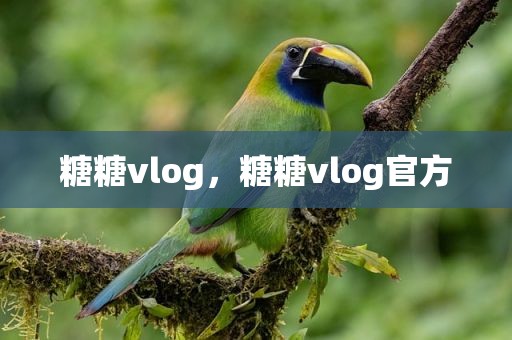 糖糖vlog，糖糖vlog官方