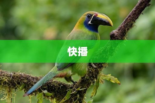 快播