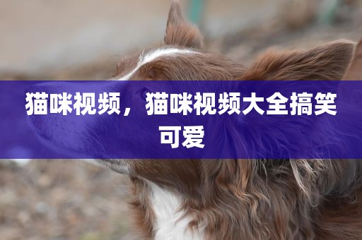 猫咪视频，猫咪视频大全搞笑可爱