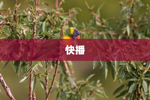快播