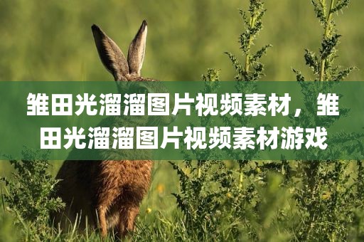 雏田光溜溜图片视频素材，雏田光溜溜图片视频素材游戏