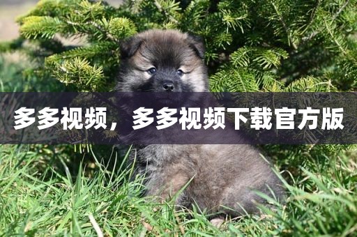 多多视频，多多视频下载官方版