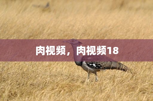 肉视频，肉视频18