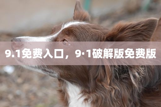9.1免费入口，9·1破解版免费版