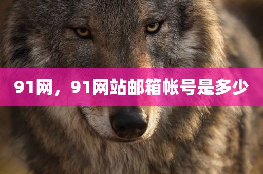 91网，91网站邮箱帐号是多少