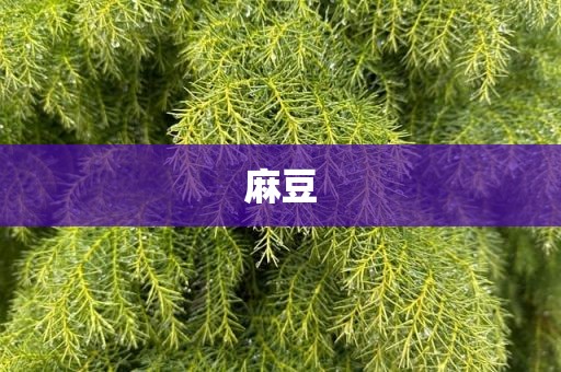 麻豆