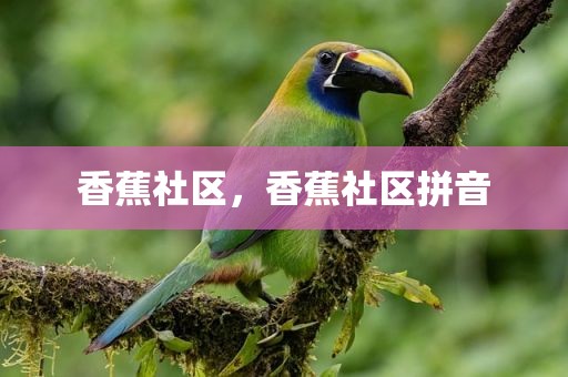 香蕉社区，香蕉社区拼音