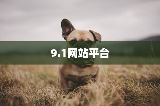 9.1网站平台