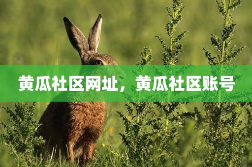 黄瓜社区网址，黄瓜社区账号