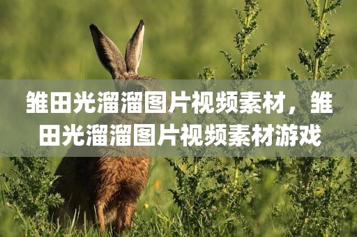 雏田光溜溜图片视频素材，雏田光溜溜图片视频素材游戏