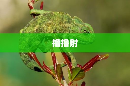 撸撸射