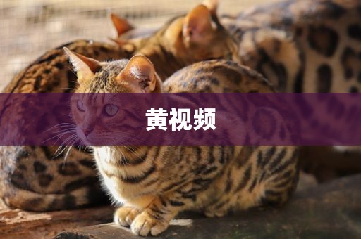 黄视频