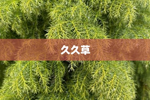 久久草