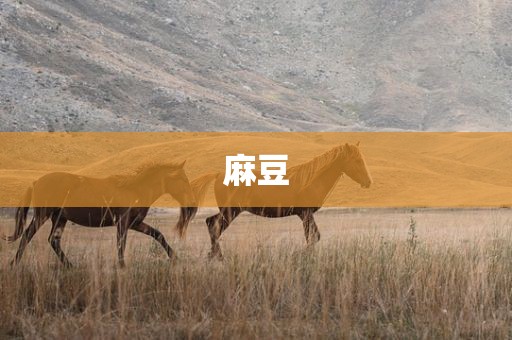 麻豆