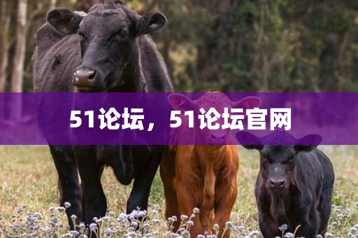 51论坛，51论坛官网