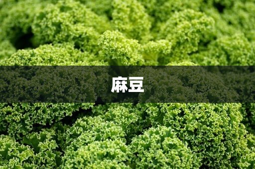 麻豆