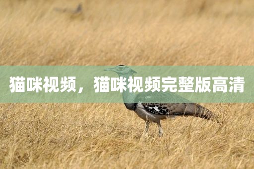 猫咪视频，猫咪视频完整版高清