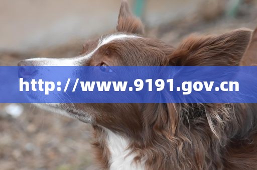 http://www.9191.gov.cn