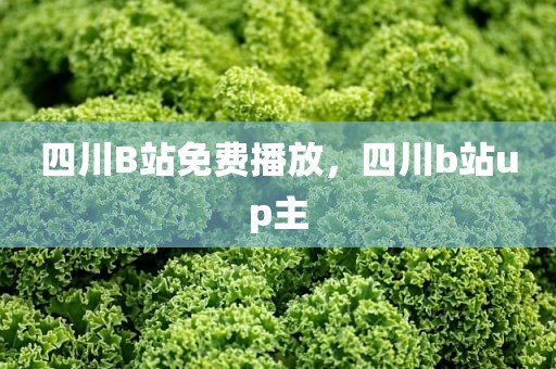 四川B站免费播放，四川b站up主