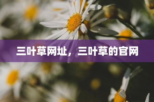 三叶草网址，三叶草的官网