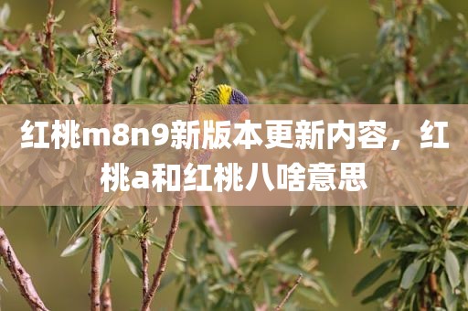 红桃m8n9新版本更新内容，红桃a和红桃八啥意思