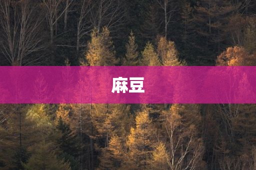 麻豆