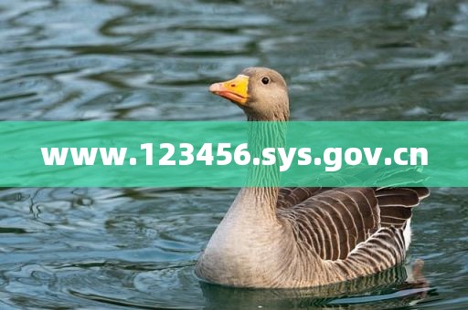 www.123456.sys.gov.cn