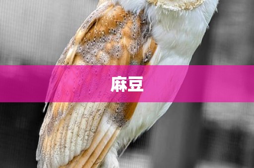 麻豆