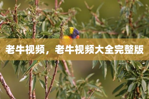 老牛视频，老牛视频大全完整版