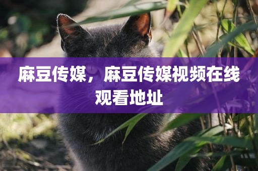 麻豆传媒，麻豆传媒视频在线观看地址