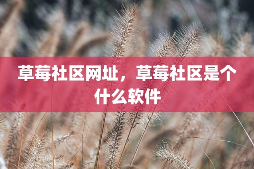 草莓社区网址，草莓社区是个什么软件
