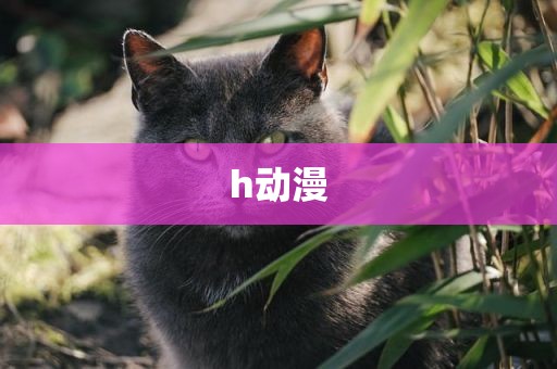 h动漫