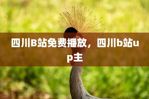 四川B站免费播放，四川b站up主